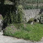 Salvia & Rosmarino